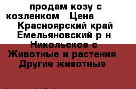 продам козу с козленком › Цена ­ 5 500 - Красноярский край, Емельяновский р-н, Никольское с. Животные и растения » Другие животные   